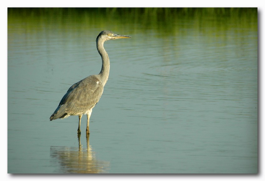 Airone cenerino - Ardea cinerea